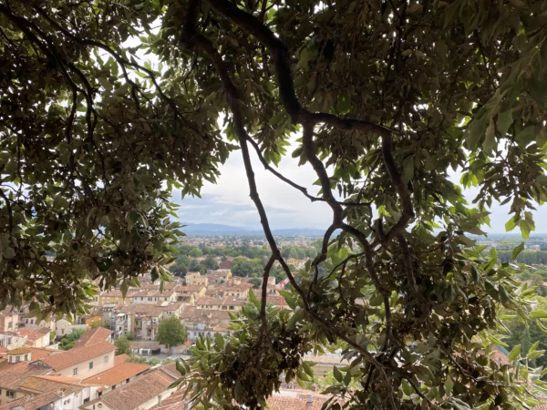 Vue de la Tour Guinigi