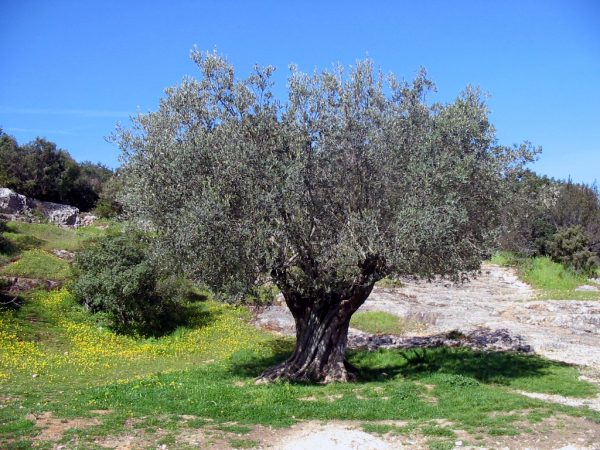 Huile d'Olive-Carnet de voyage-Onoliving