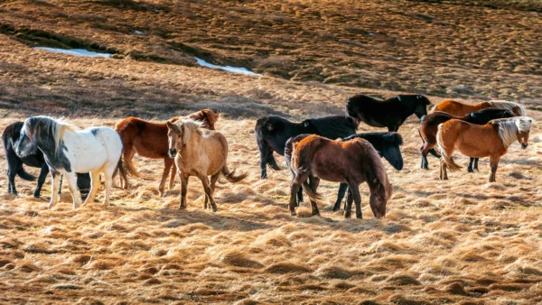 BALLADE À CHEVAL SUR LA CÔTE TOSCANE