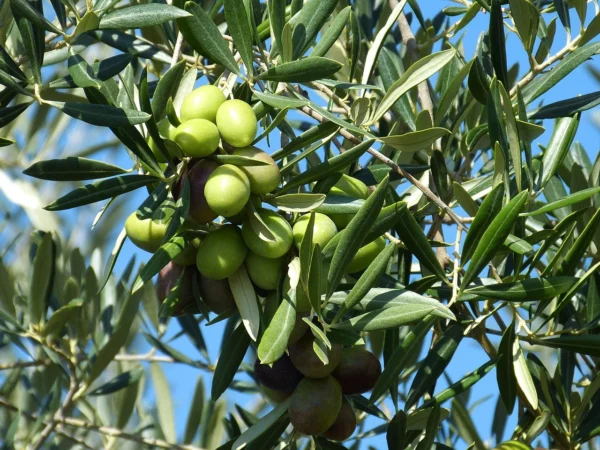 L'OLIVE trésor de l'Italie