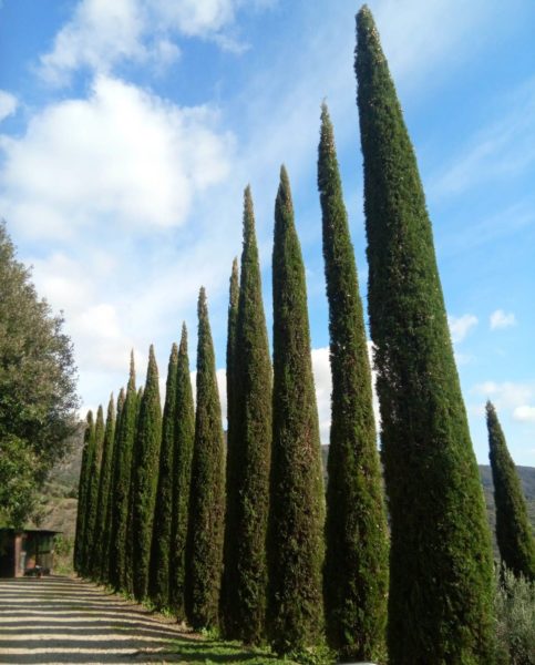 Location de maison vacances Italie - Onoliving - Italie -Toscane - Cortone