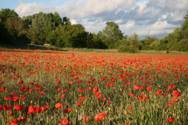 Paysage de Provence - ONO Living