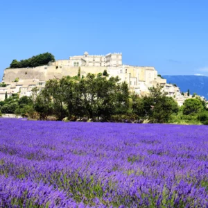 Vue sur un champ de lavandes Alpilles