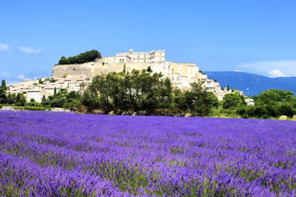 Vue sur un champ de lavandes Alpilles